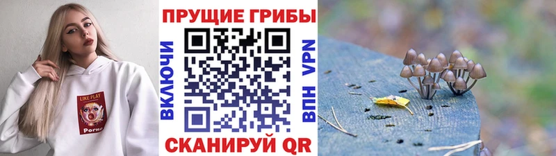 Галлюциногенные грибы Psilocybine cubensis  что такое наркотик  Новороссийск 